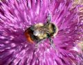 Bombus lapidarius